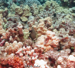 Dragon wrasse by Bill Arle 